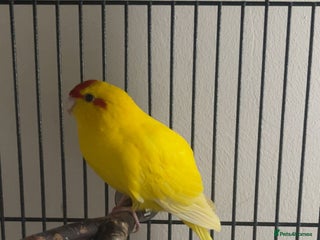 Mixed Breed birds Kakariki pet bird - Advert 1