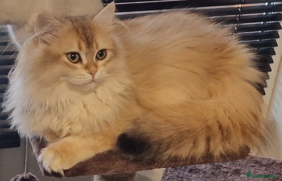 Scottish Fold cats for sale: Pure white Scottish straight - Image 4