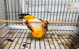 Parrots birds for sale: Male black headed caique for sale  - Image 9