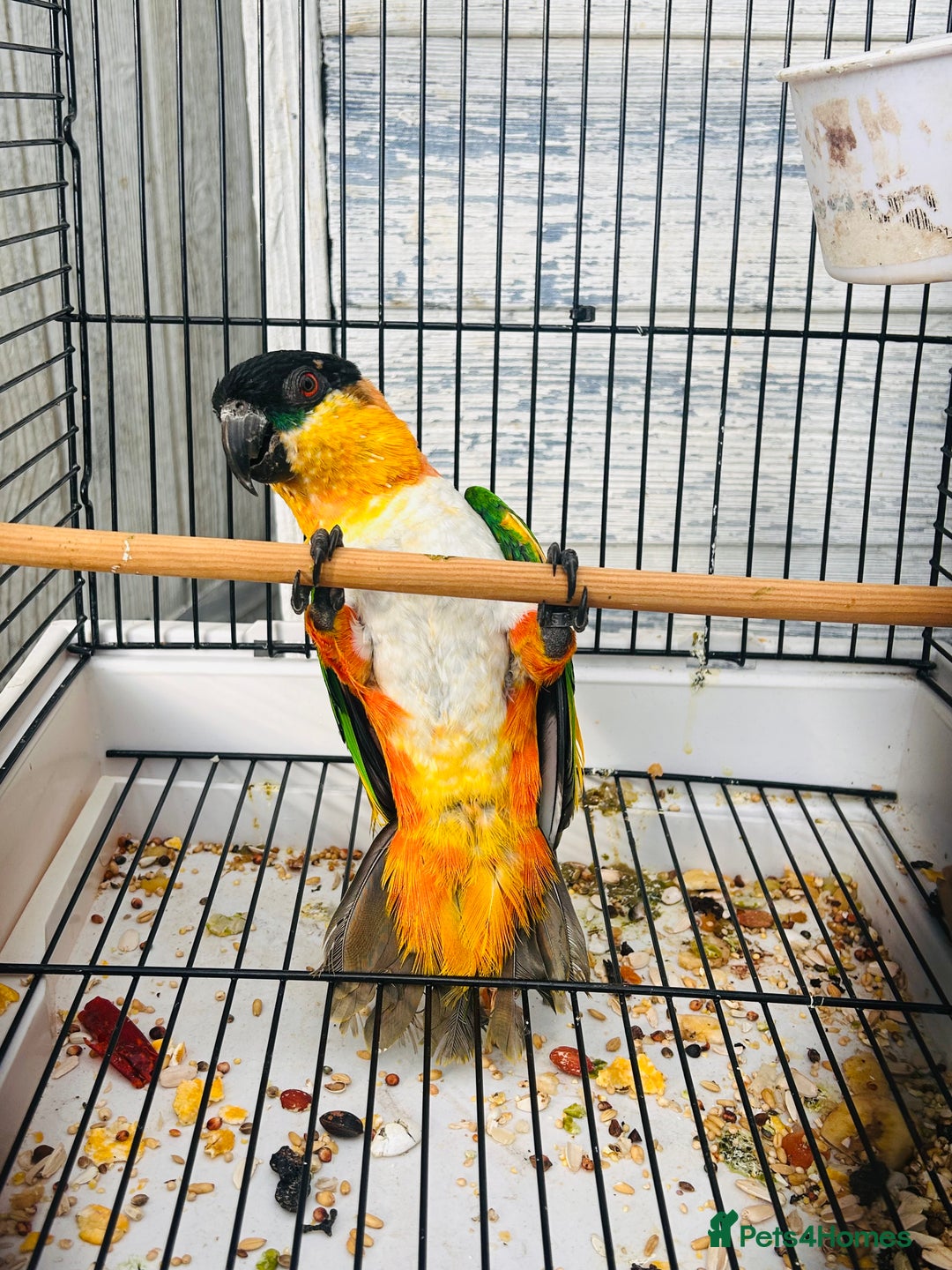 Parrots birds for sale: Male black headed caique for sale  - Image 9