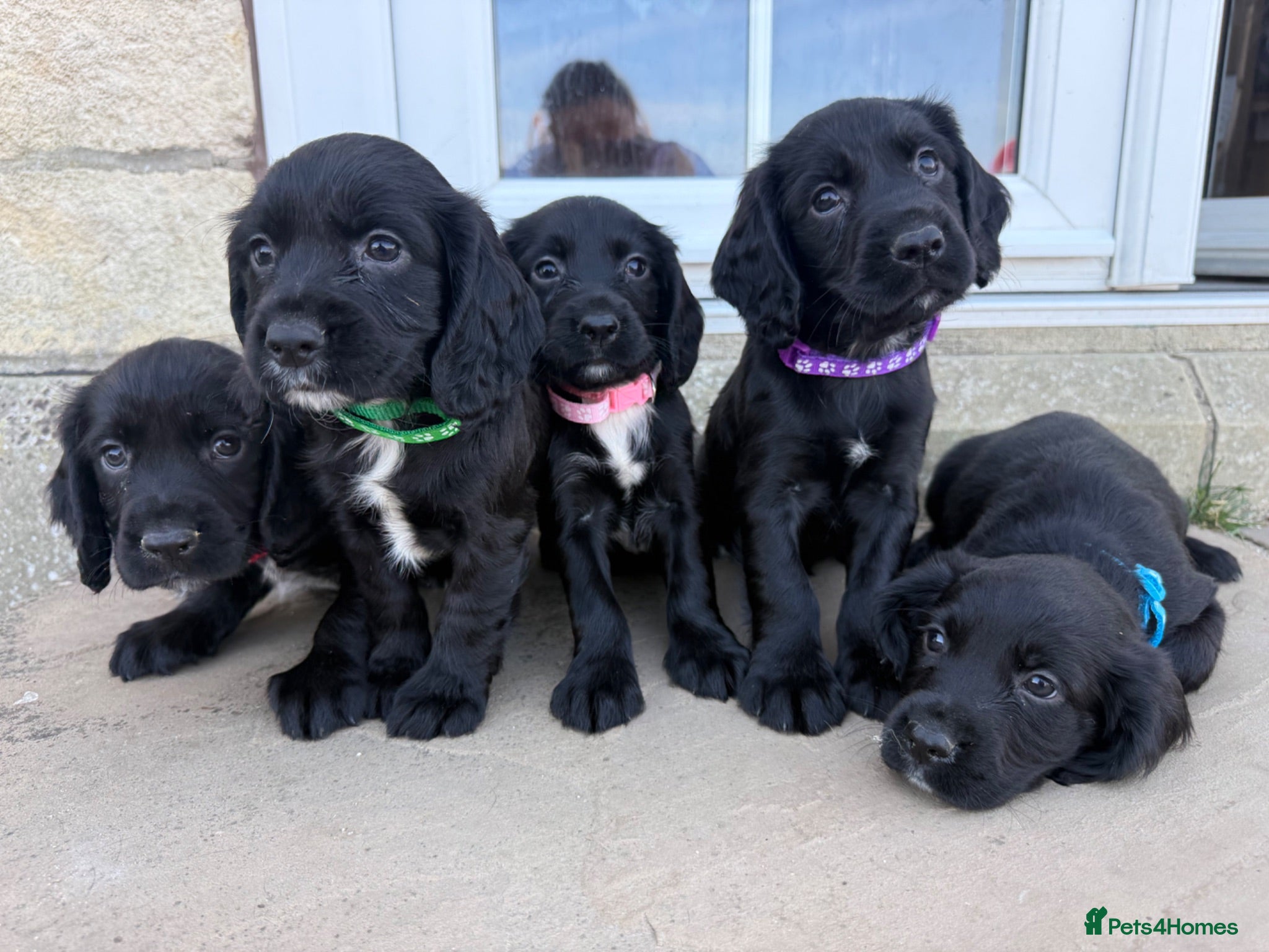 Cocker Spaniel dogs Cocker spaniel puppies - Advert 1