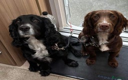 Cocker Spaniel dogs for stud: Cocker spaniel stud in Glossop - Image 7