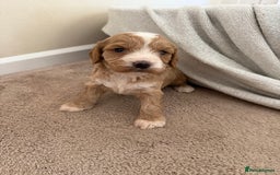Cockapoo dogs for sale: 8 beautiful cockapoo puppies  - Image 11