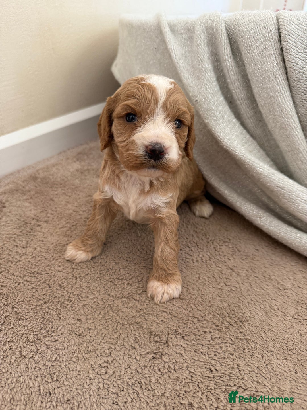 Cockapoo dogs for sale: 8 beautiful cockapoo puppies  - Image 11