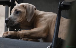 Mixed Breed dogs for sale: Mixed Breed w/Lurcher Mix Puppies ready for a home - Image 13