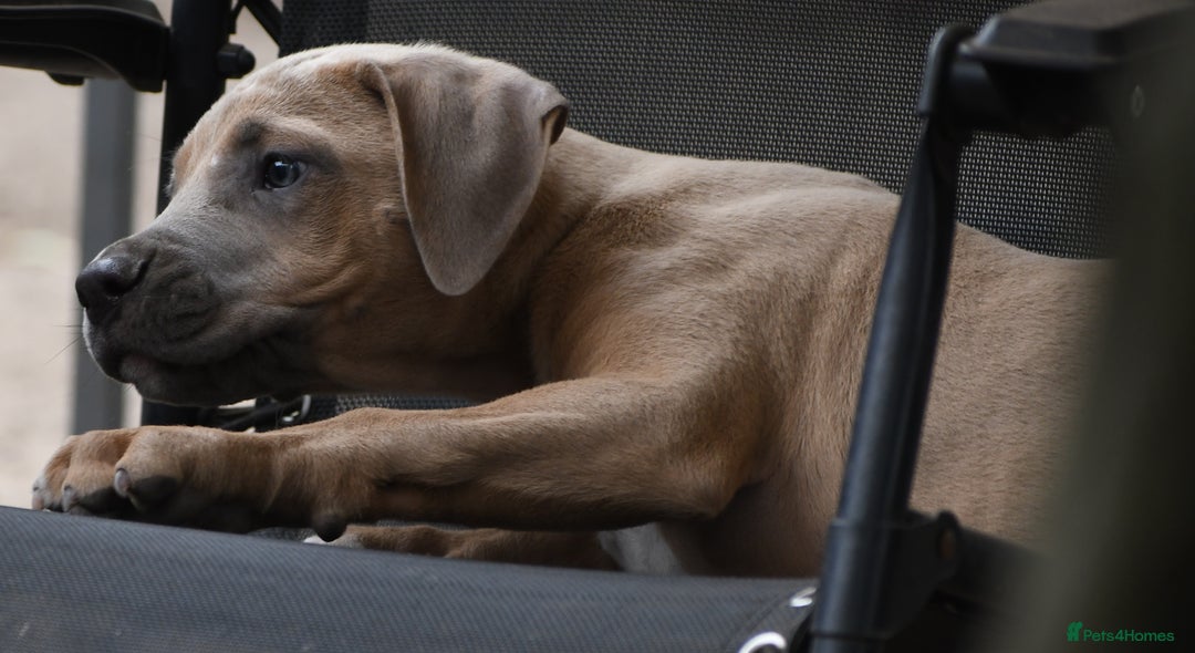 Mixed Breed dogs for sale: Mixed Breed w/Lurcher Mix Puppies ready for a home - Image 13