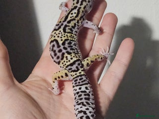 Leopard Gecko reptiles Last baby gecko left - Advert 7