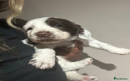 Sprocker dogs for sale: 3 sprockers for sale  - Image 3