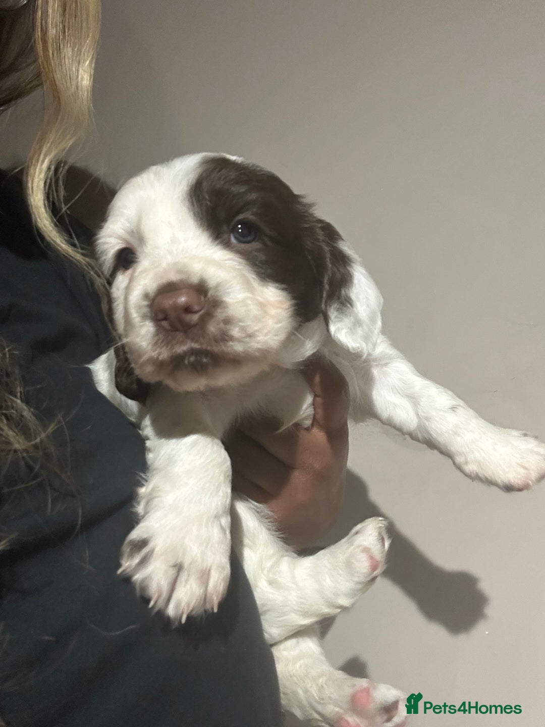 Sprocker dogs for sale: 3 sprockers for sale  - Image 3