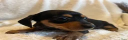 Chihuahua dogs for sale: Chihuahua X Miniature Dashund - Advert 18