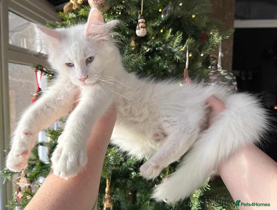 Maine Coon cats for sale: WHITE FEMALE KITTEN WITH BLUE EYES READY NOW - Advert 1