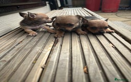 Chihuahua dogs for sale: 3 stunning  **  chihuahua puppies ready to go  - Advert 2