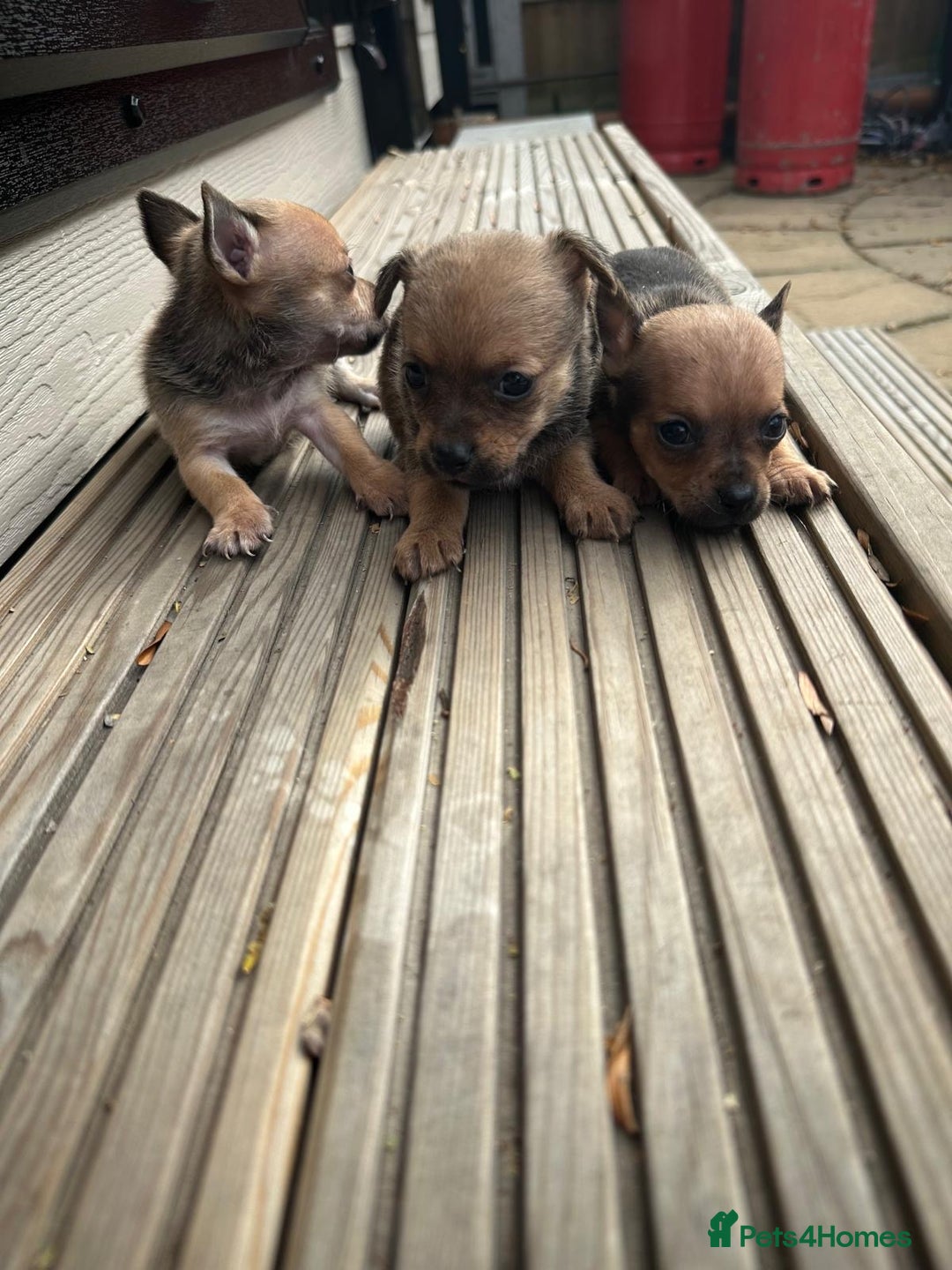 Chihuahua dogs for sale: 3 stunning  **  chihuahua puppies ready to go  - Advert 2