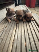 Chihuahua dogs 3 stunning chihuahua puppies ready to go - Advert 2