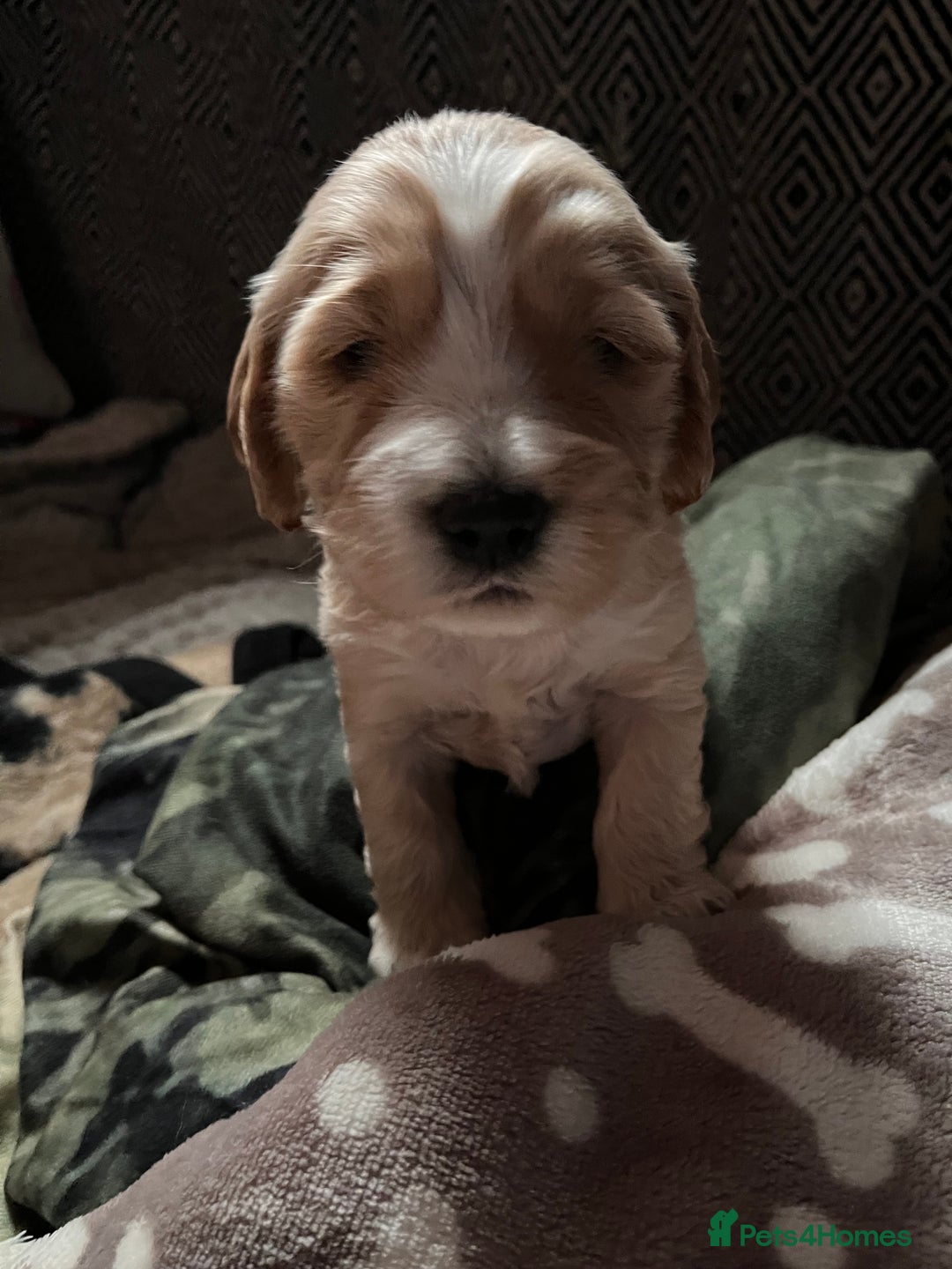 Cockapoo dogs for sale: Cocker spaniel/Cockapoo Pups - Advert 14