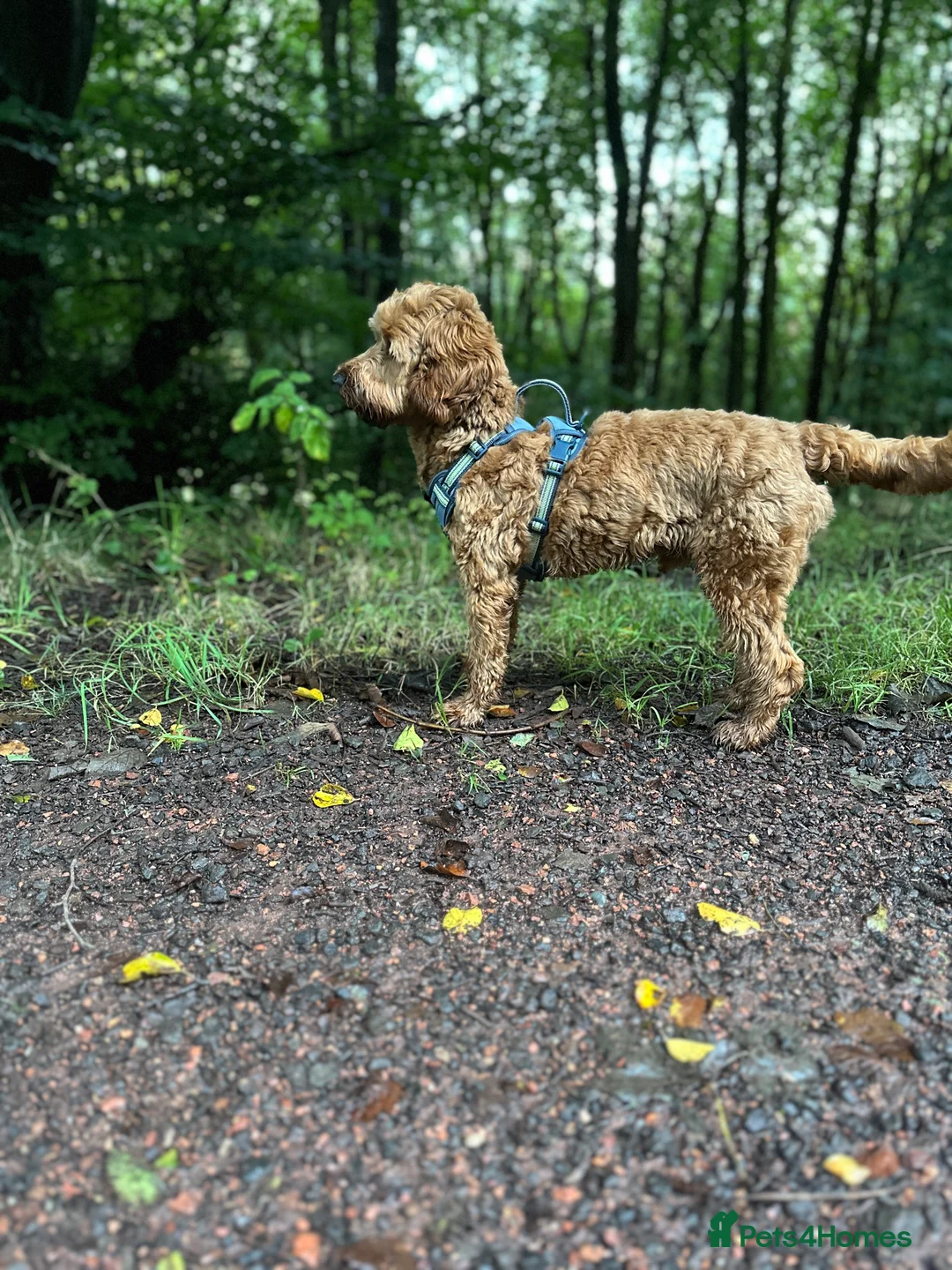 Cockapoo dogs for stud: STUD - DNA Tested Cockapoo (Poodle-Dominant) - Advert 17