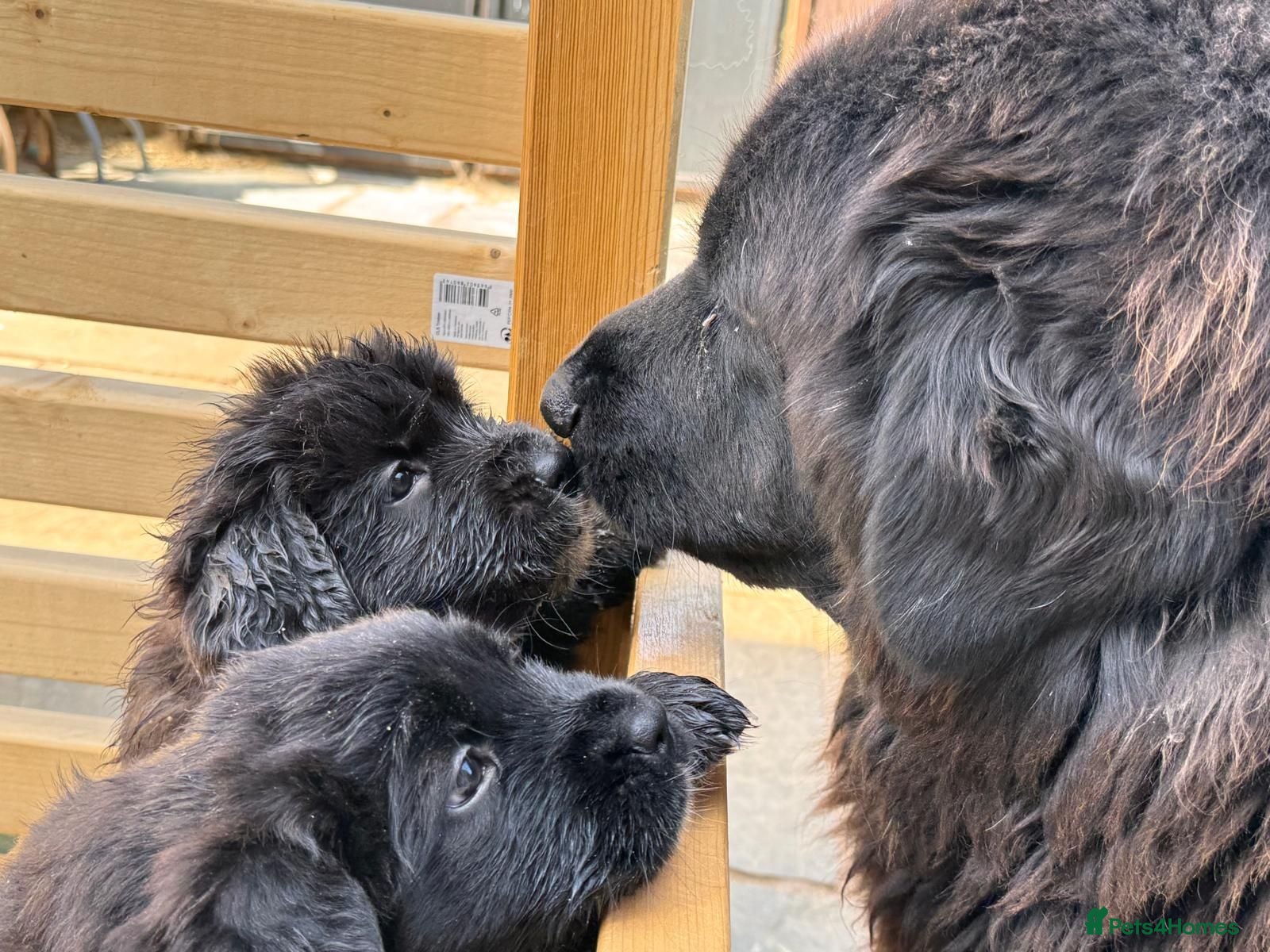Mixed Breed dogs for sale: READY - Tibetan Saint Puppies 2nd Gen - Advert 1