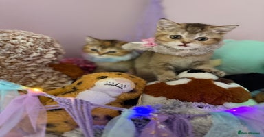 British Shorthair cats - Advert 6