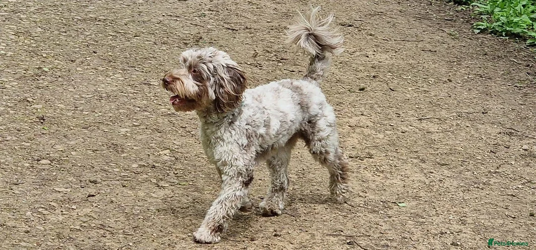 Cockapoo dogs for stud: f1 Merle cockapoo for stud in Nottingham - Advert 8