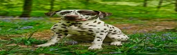 Dalmatian dogs for sale: 🤍🖤1 Boy left. READY NOW 🤍🖤 - Advert 10