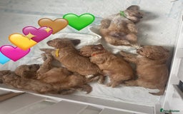 Cavapoo dogs for sale: ♡Absolutely Beautiful F1 Champagne Cavapoo Babies♡ - Image 31