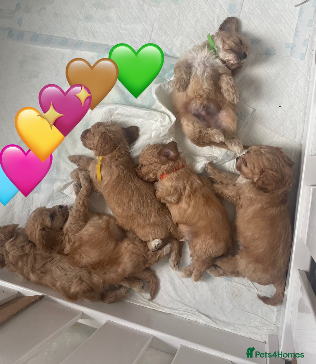 Cavapoo dogs for sale: ♡Absolutely Beautiful F1 Champagne Cavapoo Babies♡ - Image 31