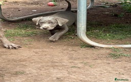Labrador Retriever dogs for sale: Stunning silver / charcoal puppies - Image 13
