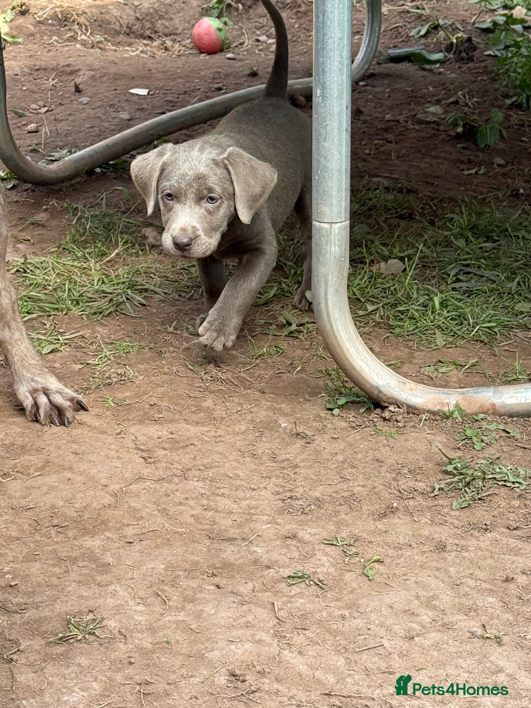 Labrador Retriever dogs for sale: Stunning silver / charcoal puppies - Image 13