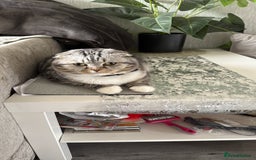 Scottish Fold cats for sale: Lexy Scotish Fold Cute Cat for Sale - Advert 2