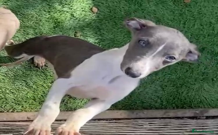 Whippet dogs - Advert 1