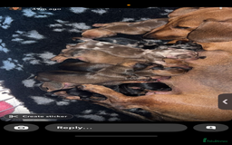 Miniature Dachshund dogs for sale: Beautiful dachshund puppy’s  - Image 2