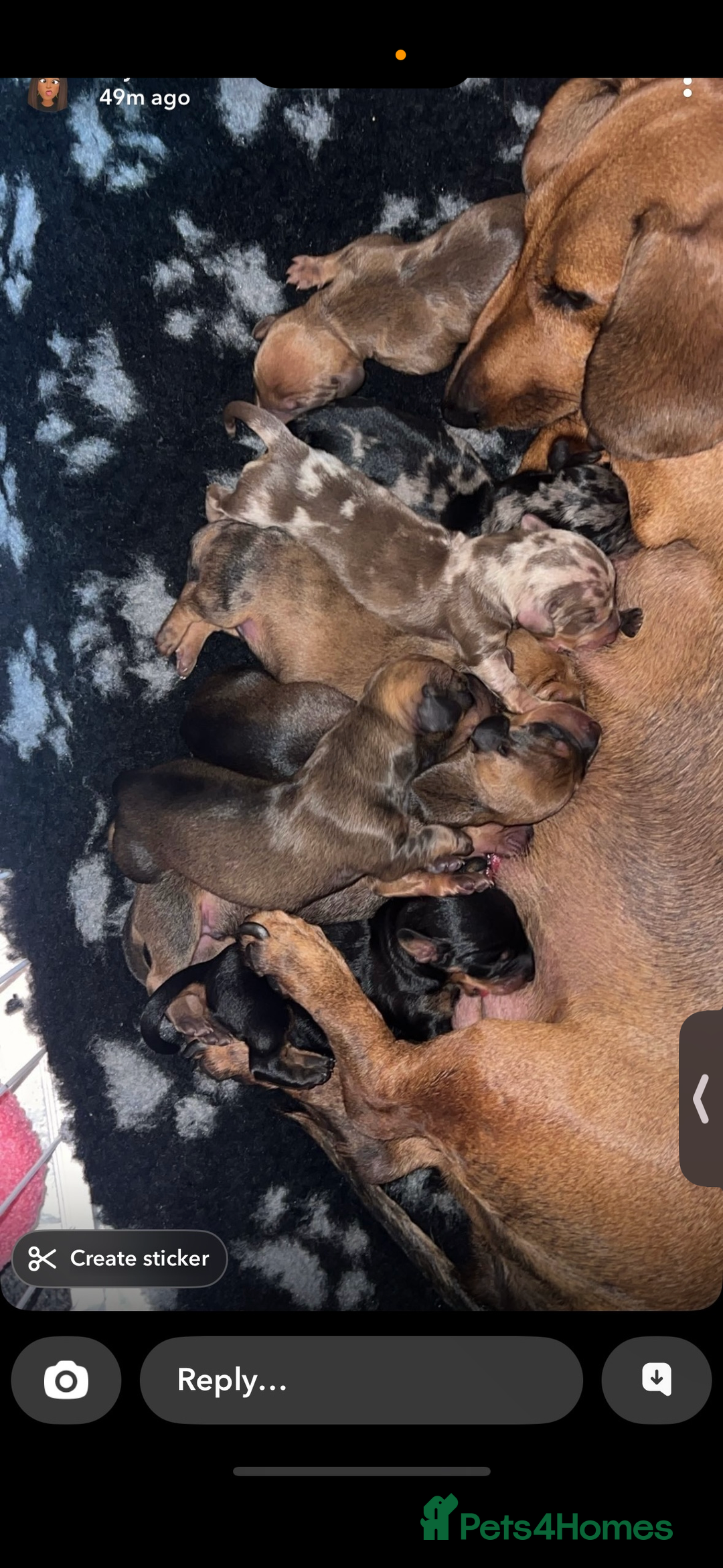 Miniature Dachshund dogs for sale: Beautiful dachshund puppy’s  - Image 2