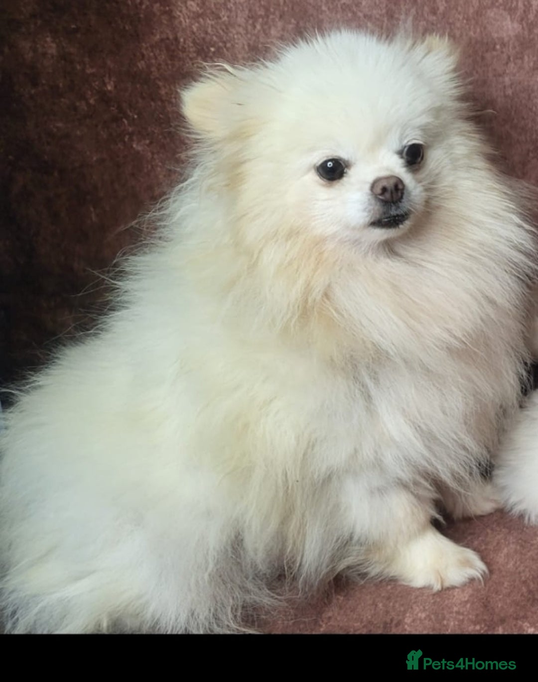 Pomeranian dogs for sale: 2 kc pomeranians male and female - Image 2