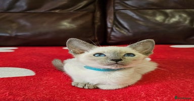 Siamese cats Adorable siamese boy kitten 😸  - Advert 12