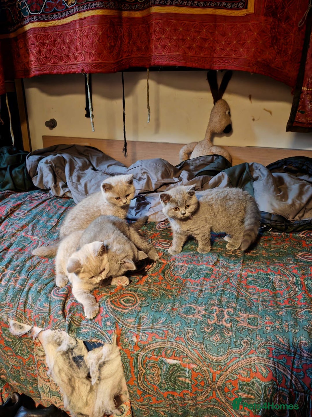 British Shorthair cats for sale: Blue/Lilac British Shorthair Kittens - Advert 11