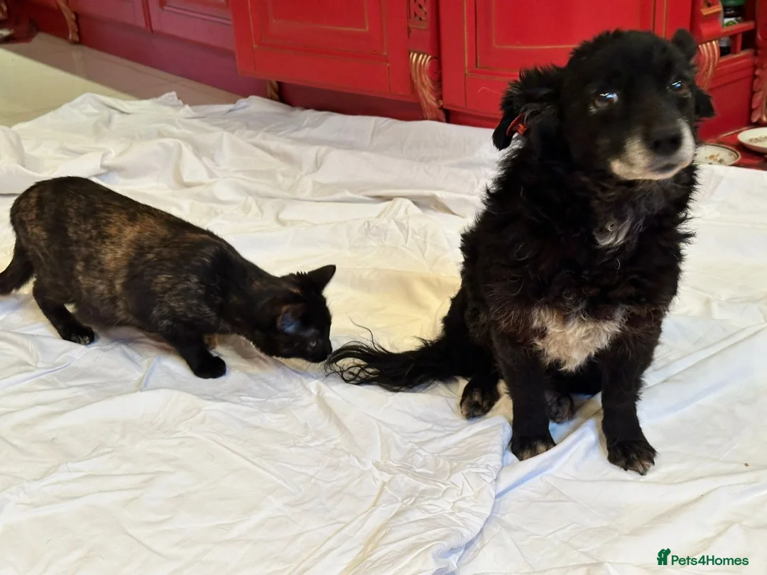 Mixed Breed dogs for adoption: ❤️🐶 FUZZY– 10 yo  gentle little soul 🐶❤️ - Advert 7