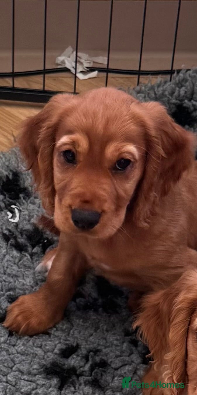 Cocker Spaniel dogs KC Reg fully health tested red/golden w/cockers - Advert 1