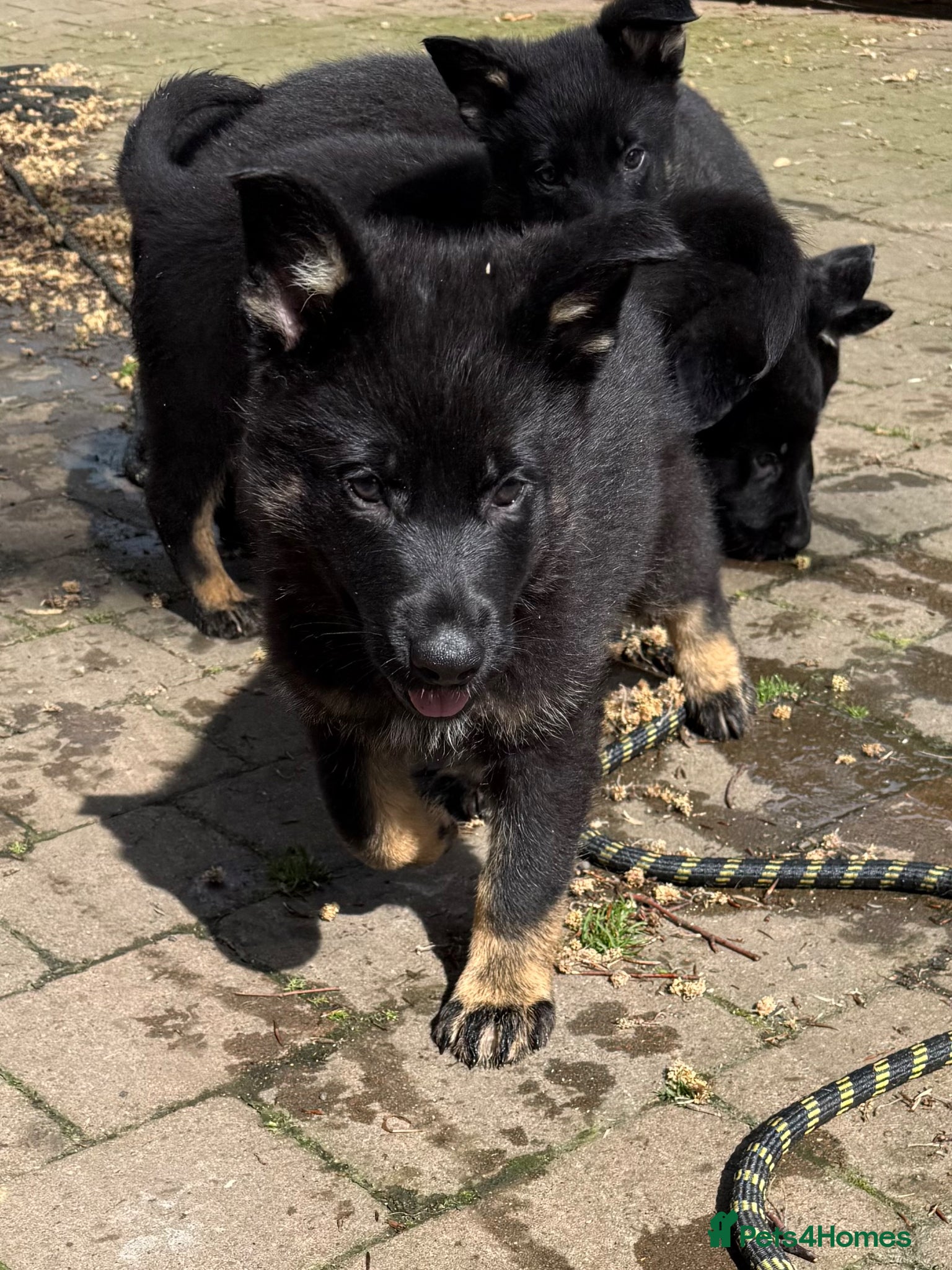 German Shepherd dogs KC Reg Stunning Working Line German Shepherd Pups - Advert 2