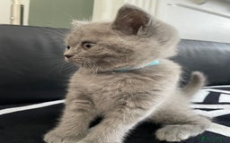 British Shorthair cats for sale: •Blue BSH Kittens – Ready Now . Last kitten left  - Image 19