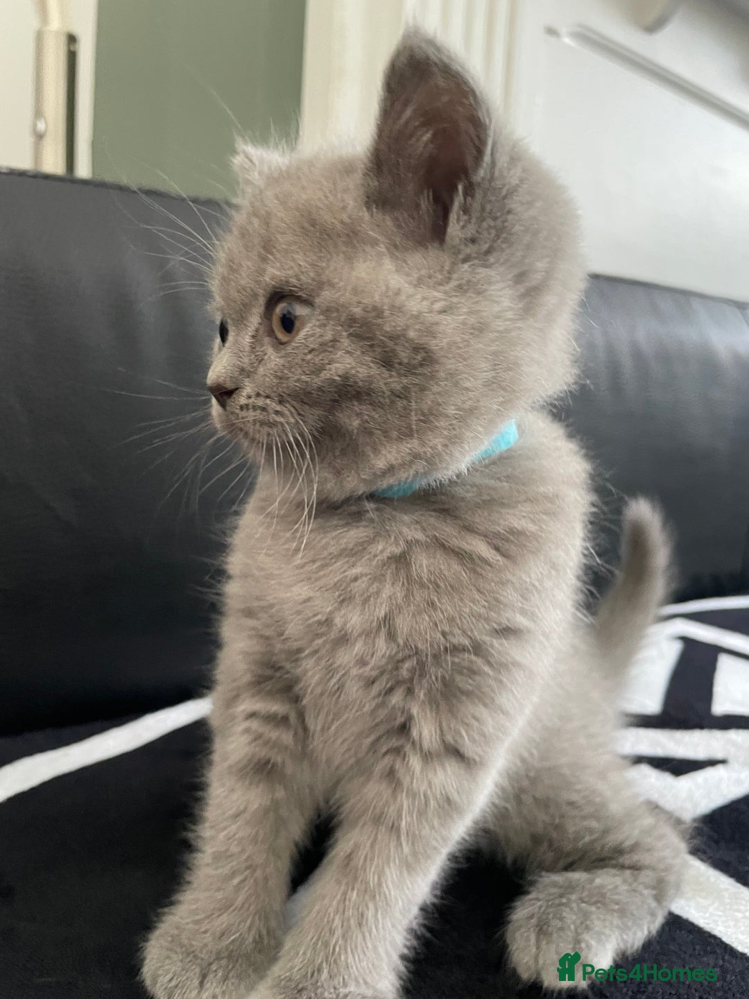 British Shorthair cats for sale: •Blue BSH Kittens – Ready Now . Last kitten left  - Image 19