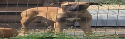 Belgian Shepherd Dog dogs for sale: Belgian Malinois puppies - 6 months old in Tonbridge - Advert 11
