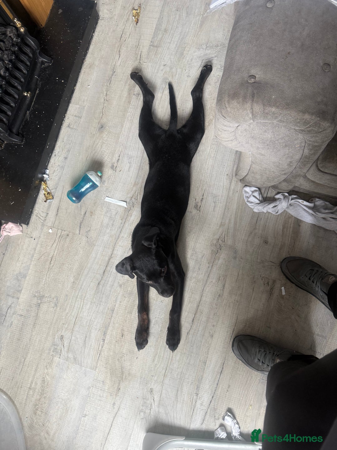 Mixed Breed dogs for sale: Rotty x staffy  - Advert 2