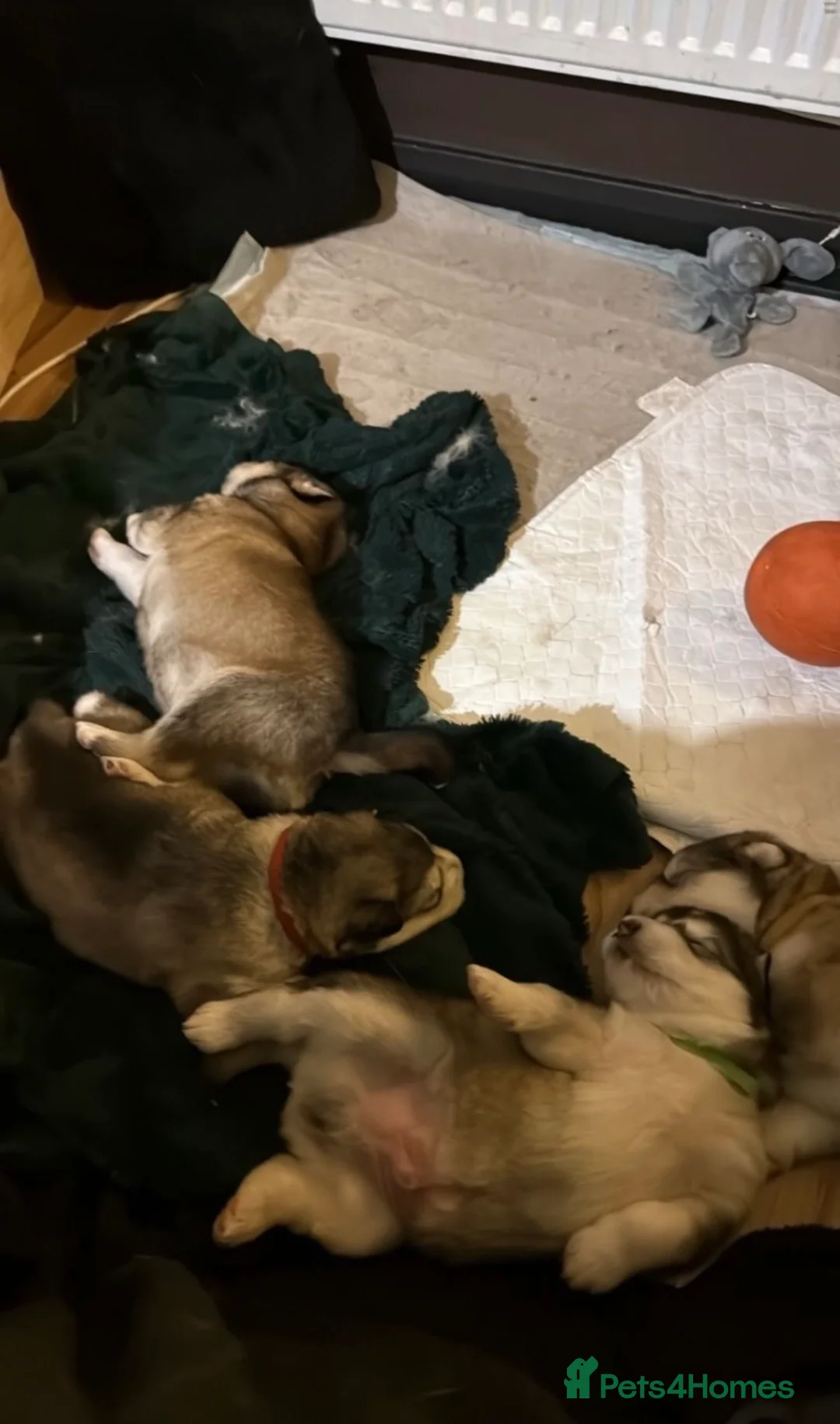 Alaskan Malamute dogs for sale: Alaskan malamute puppies  in Luton - Advert 2