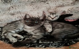 Bengal cats for sale: Three Bengals - Image 8