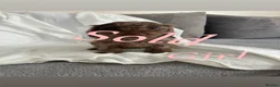 Cockapoo dogs for sale: F1 cockapoo puppies  - Advert 7
