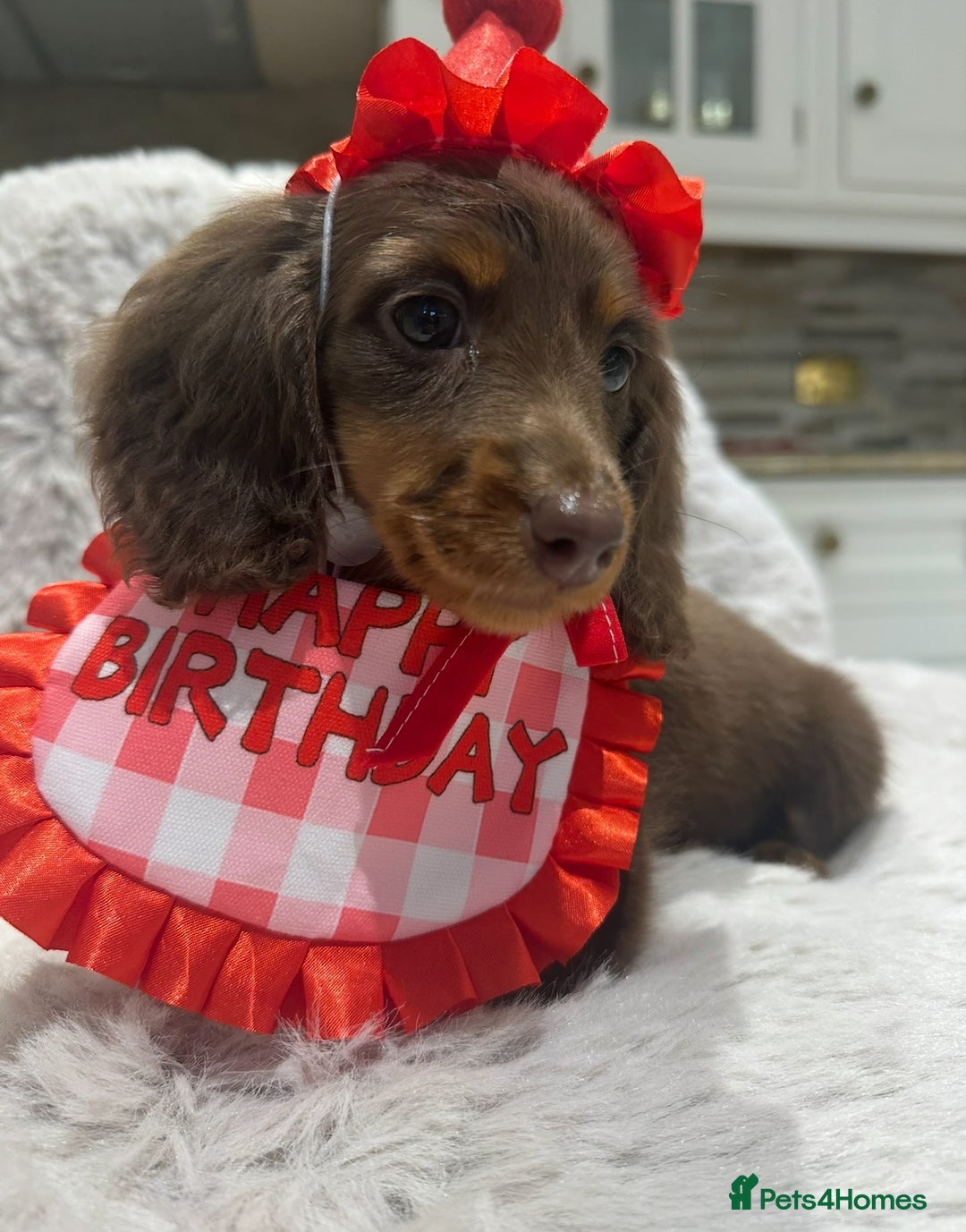 Miniature Dachshund dogs for stud: ✨HECTOR✨ MINI LONG HAIRED✨ CHOCOLATE DAPPLE ✨ - Advert 7