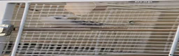 Budgerigars birds for sale: Texas clear body cobalt blue female  - Advert 4