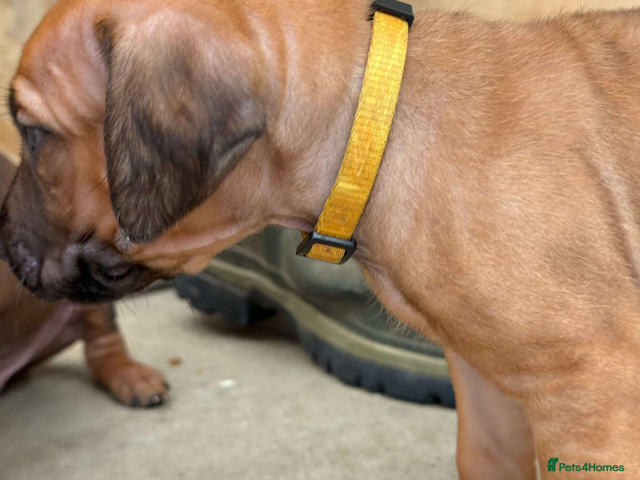 Rhodesian Ridgeback dogs Rhodesian Ridgeback Puppies - Advert 2