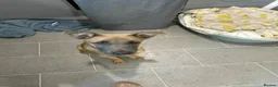 Mixed Breed dogs for sale: Belgian Malinois cross puppies for sale. - Advert 4
