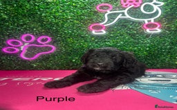 Saint Bernard dogs for sale: F1 St Berdoodle  - Image 24